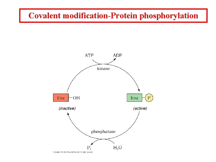 Covalent modification-Protein phosphorylation 