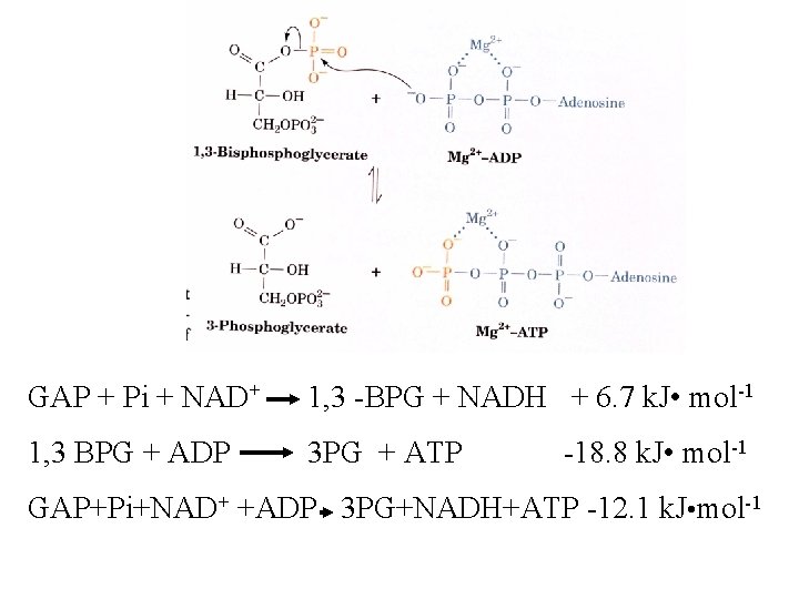 GAP + Pi + NAD+ 1, 3 -BPG + NADH + 6. 7 k.