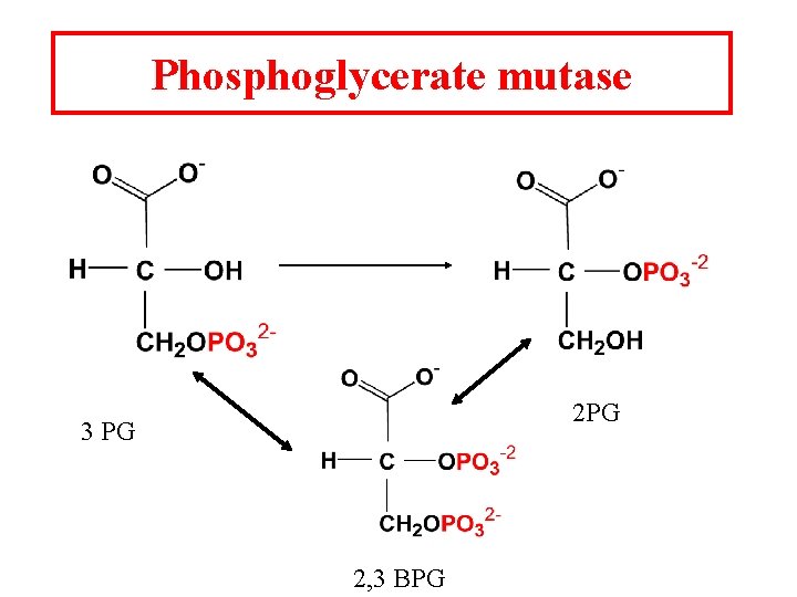 Phosphoglycerate mutase 2 PG 3 PG 2, 3 BPG 