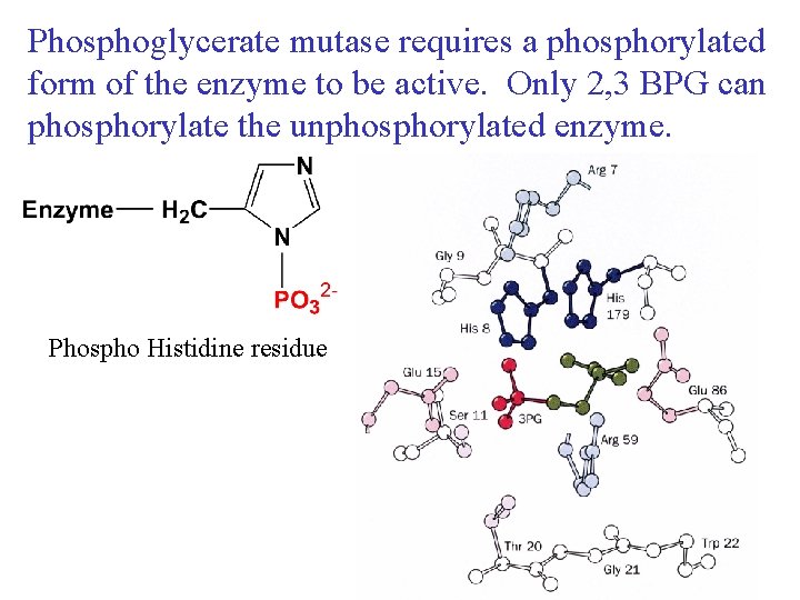 Phosphoglycerate mutase requires a phosphorylated form of the enzyme to be active. Only 2,