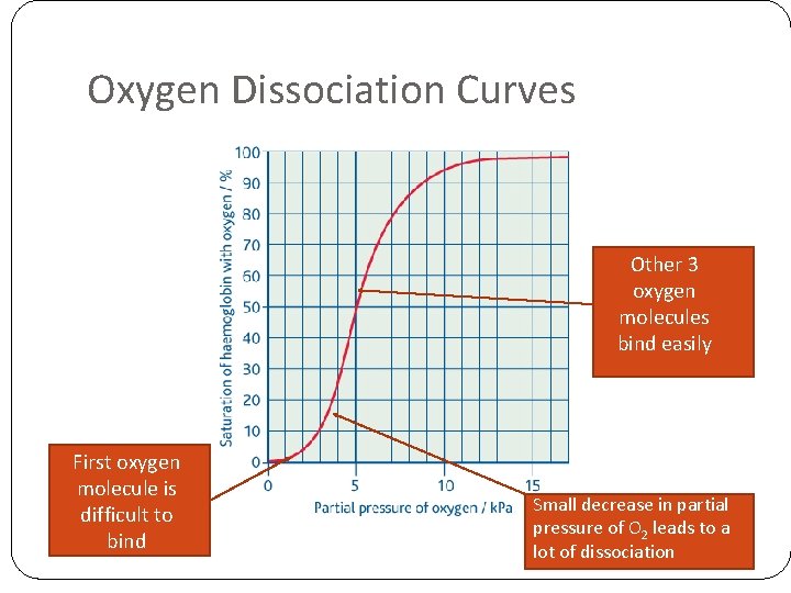 Oxygen Dissociation Curves Other 3 oxygen molecules bind easily First oxygen molecule is difficult Oxygen Dissociation Curves Other 3 oxygen molecules bind easily First oxygen molecule is difficult