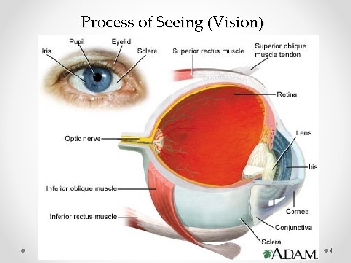 Process of Seeing (Vision) 4 