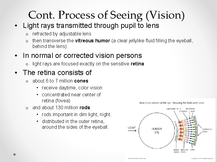 Cont. Process of Seeing (Vision) • Light rays transmitted through pupil to lens o