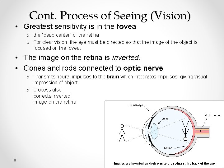 Cont. Process of Seeing (Vision) • Greatest sensitivity is in the fovea o the