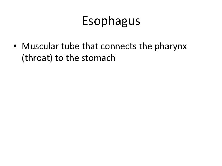 Esophagus • Muscular tube that connects the pharynx (throat) to the stomach 