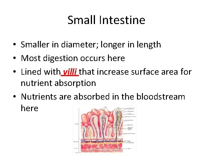 Small Intestine • Smaller in diameter; longer in length • Most digestion occurs here