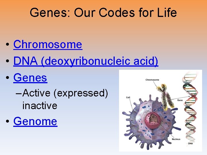 Genes: Our Codes for Life • Chromosome • DNA (deoxyribonucleic acid) • Genes –