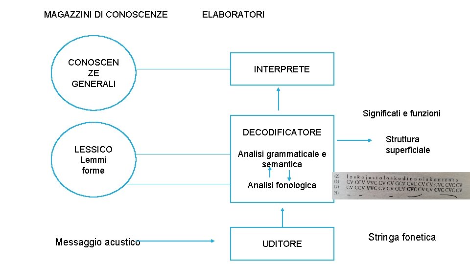 MAGAZZINI DI CONOSCENZE CONOSCEN ZE GENERALI ELABORATORI INTERPRETE Significati e funzioni DECODIFICATORE LESSICO Lemmi