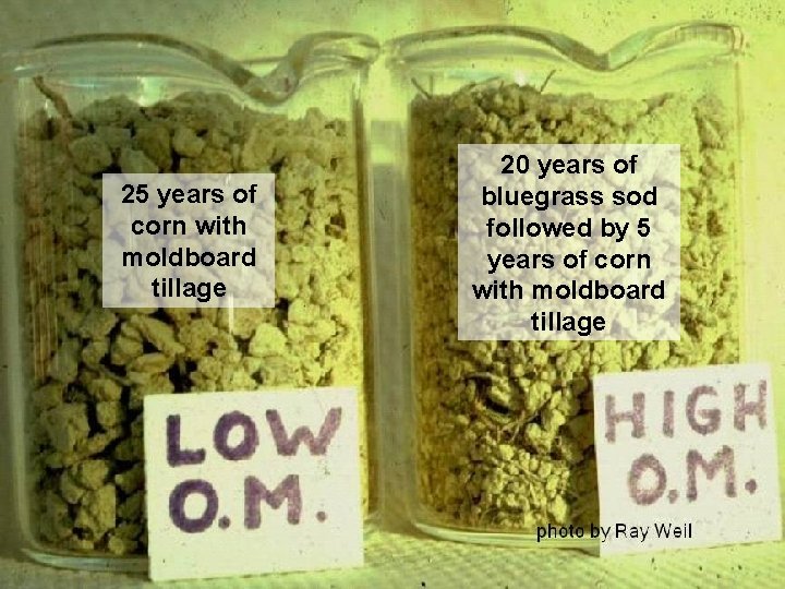25 years of corn with moldboard tillage 20 years of bluegrass sod followed by