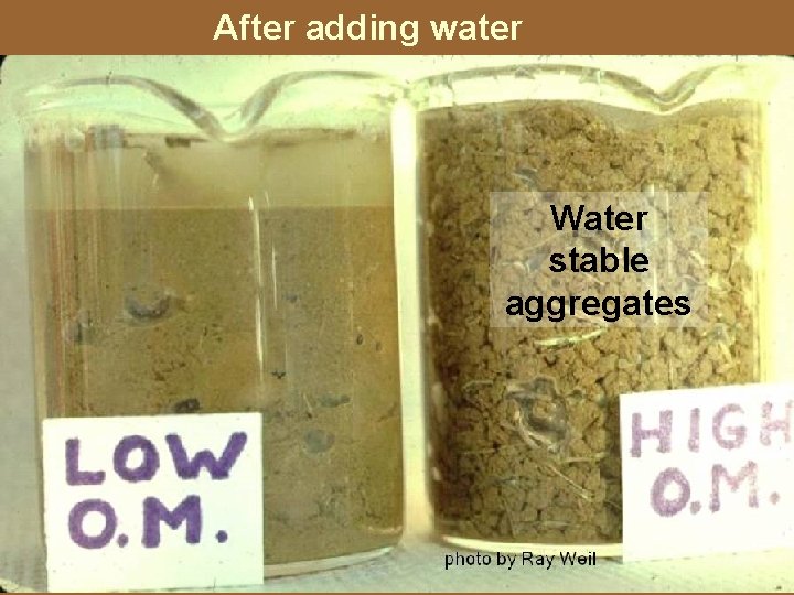 After adding water Water stable aggregates 25 yrs of 20 yrs of bluegrass, conventional