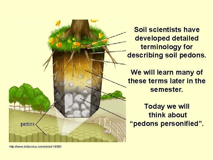 Soil scientists have developed detailed terminology for describing soil pedons. We will learn many