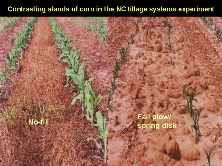 Contrasting stands of corn in the NC tillage systems experiment No-till Fall plow/ spring