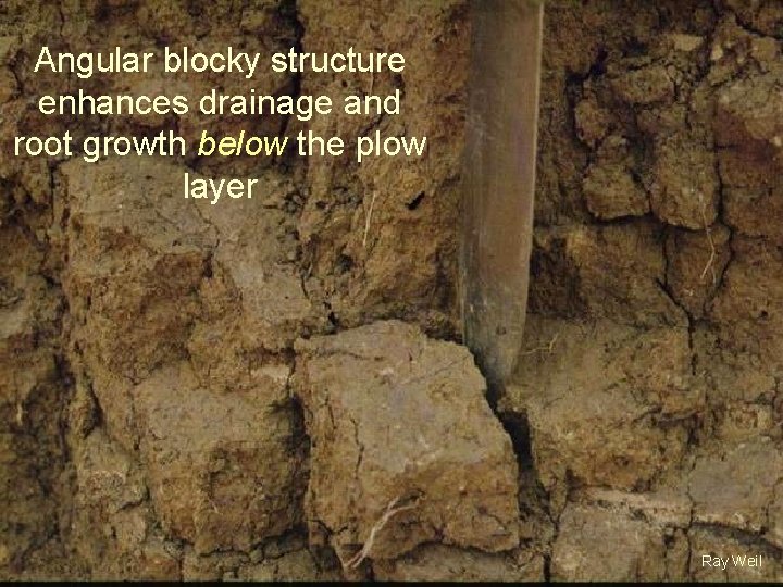 Angular blocky structure enhances drainage and root growth below the plow layer Ray Weil