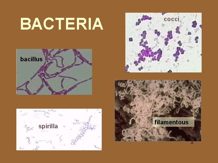 BACTERIA cocci bacillus spirilla filamentous SSS A 