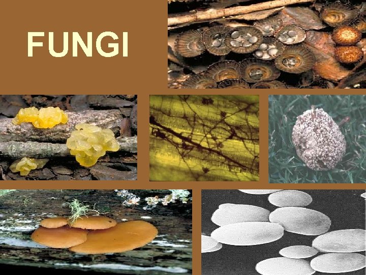 FUNGI 