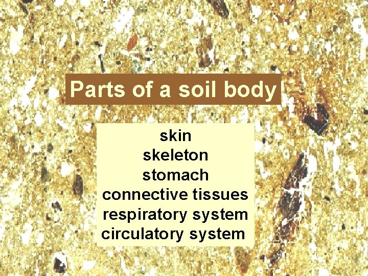 Parts of a soil body skin skeleton stomach connective tissues respiratory system circulatory system