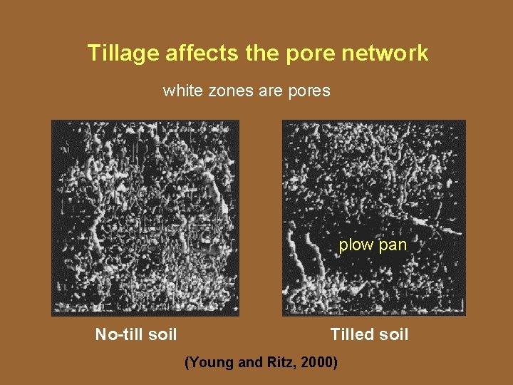 Tillage affects the pore network white zones are pores plow pan No-till soil Tilled