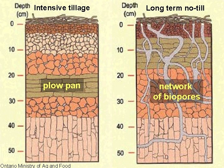 Intensive tillage Long term no-till plow pan network of biopores Ontario Ministry of Ag