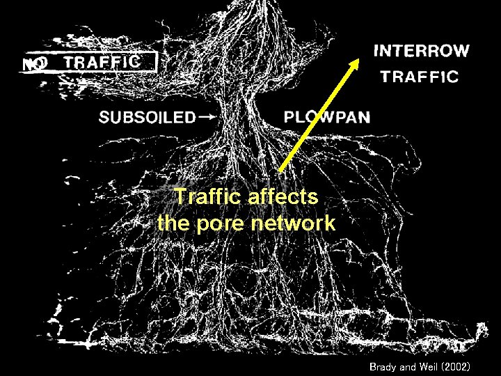 NO Traffic affects the pore network Brady and Weil (2002) 