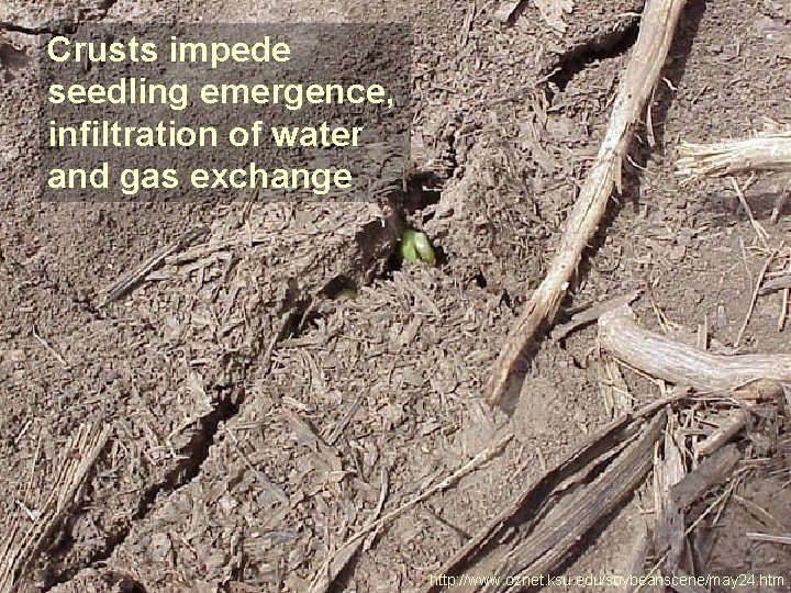 Crusts impede seedling emergence, infiltration of water and gas exchange http: //www. oznet. ksu.
