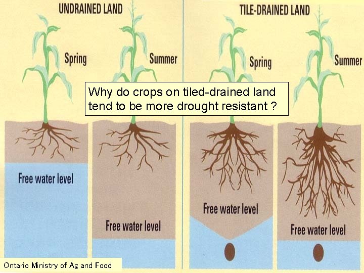 Why do crops on tiled-drained land tend to be more drought resistant ? Ontario