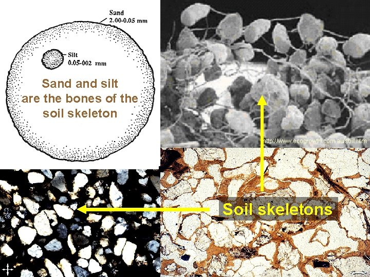 Sand silt are the bones of the soil skeleton http: //www. ecogrowth. com. au/soil.