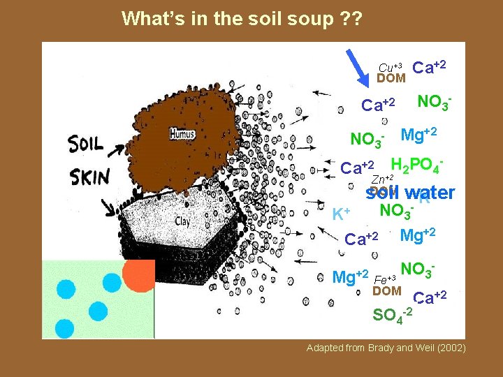 What’s in the soil soup ? ? Cu+3 DOM Ca+2 NO 3 - Ca+2