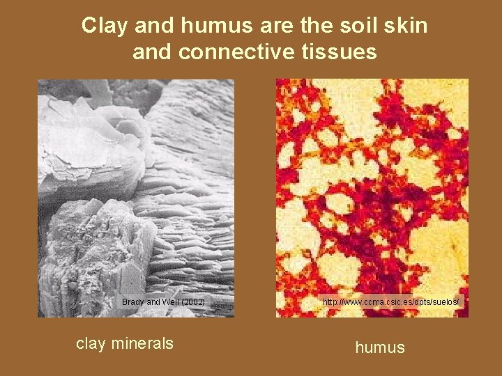 Clay and humus are the soil skin and connective tissues Brady and Weil (2002)