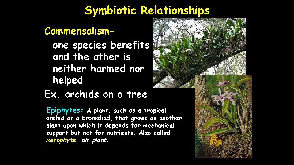 Symbiotic Relationships Commensalismone species benefits and the other is neither harmed nor helped Ex.