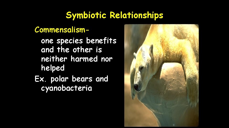 Symbiotic Relationships Commensalismone species benefits and the other is neither harmed nor helped Ex.