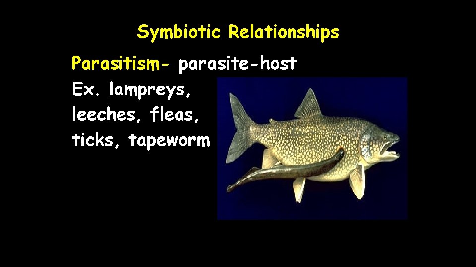 Symbiotic Relationships Parasitism- parasite-host Ex. lampreys, leeches, fleas, ticks, tapeworm 