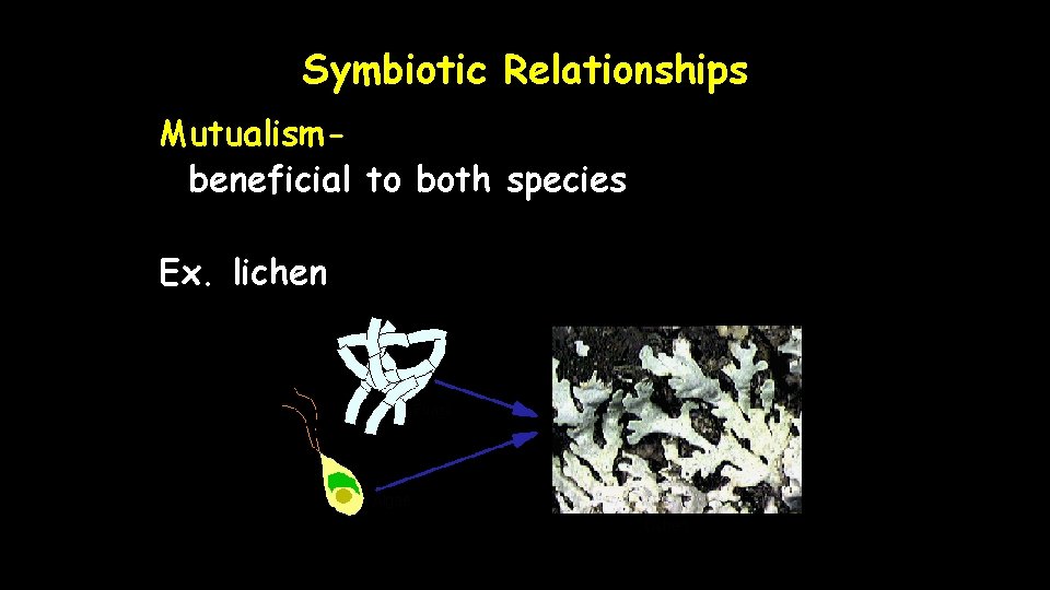 Symbiotic Relationships Mutualismbeneficial to both species Ex. lichen 