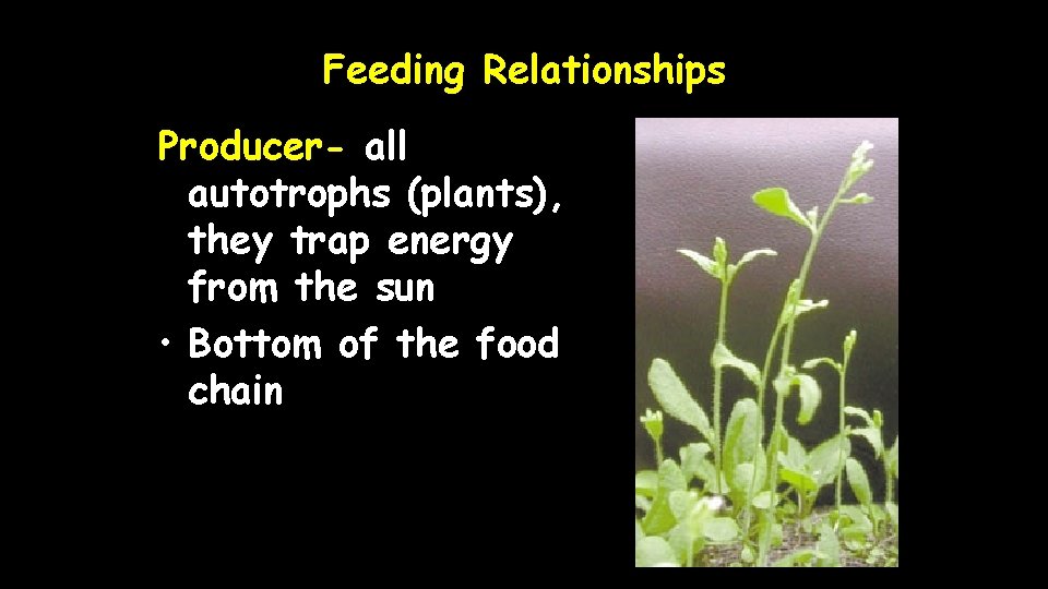 Feeding Relationships Producer- all autotrophs (plants), they trap energy from the sun • Bottom