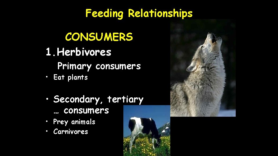 Feeding Relationships CONSUMERS 1. Herbivores Primary consumers • Eat plants • Secondary, tertiary …