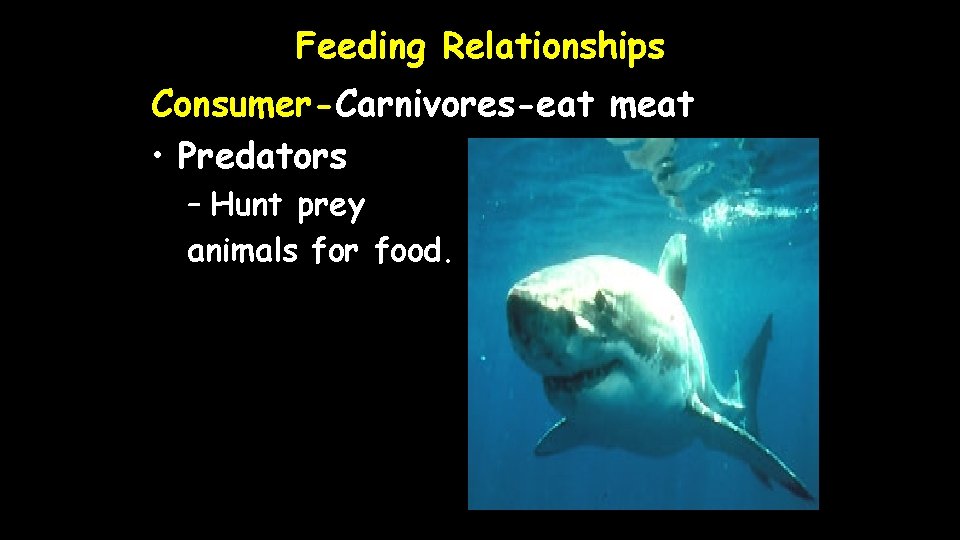 Feeding Relationships Consumer-Carnivores-eat meat • Predators – Hunt prey animals for food. 