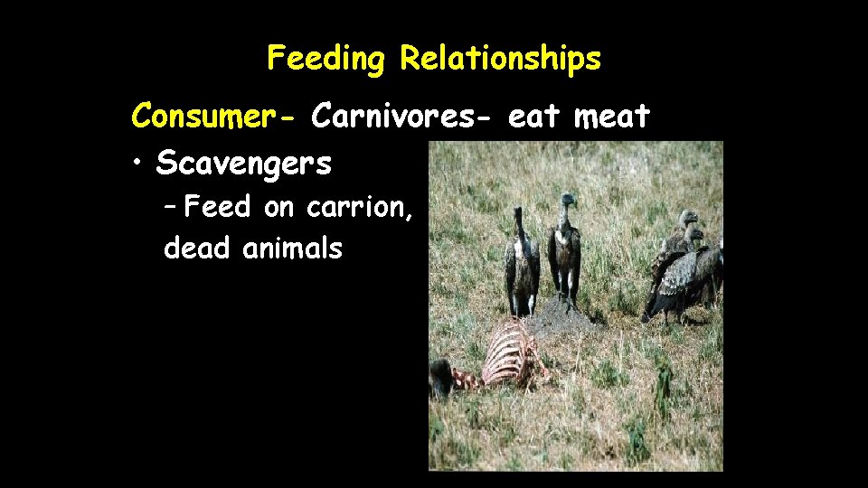 Feeding Relationships Consumer- Carnivores- eat meat • Scavengers – Feed on carrion, dead animals