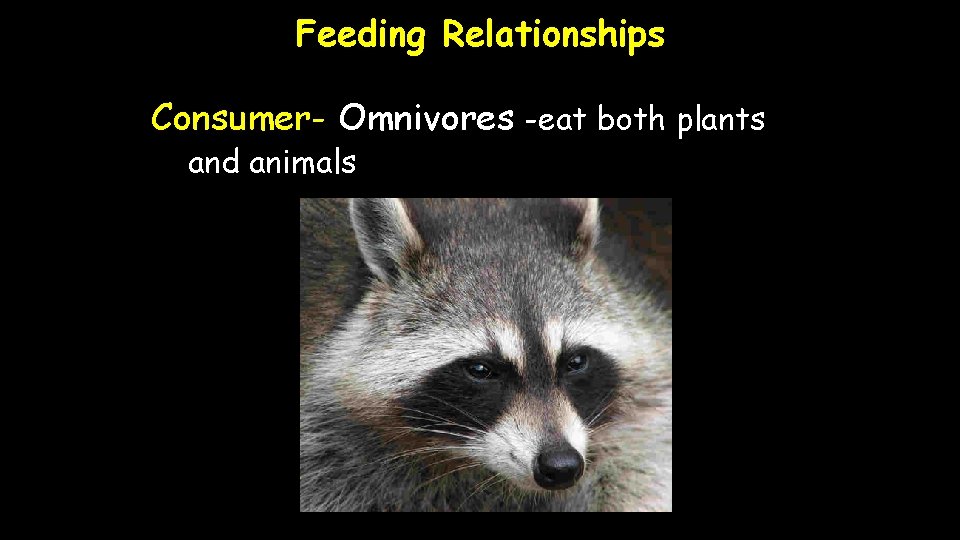 Feeding Relationships Consumer- Omnivores -eat both plants and animals 