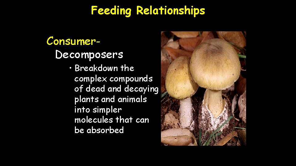 Feeding Relationships Consumer. Decomposers • Breakdown the complex compounds of dead and decaying plants