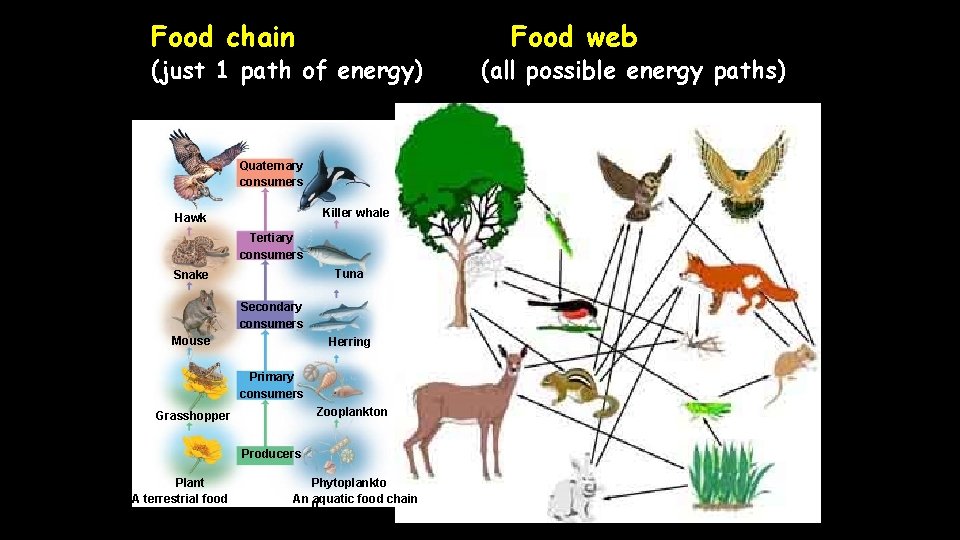 Food chain (just 1 path of energy) Quaternary consumers Killer whale Hawk Tertiary consumers
