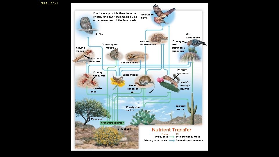 Figure 37. 9 -3 Producers provide the chemical energy and nutrients used by all