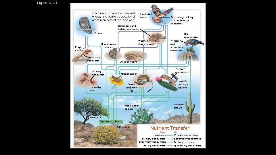 Figure 37. 9 -4 Producers provide the chemical energy and nutrients used by all