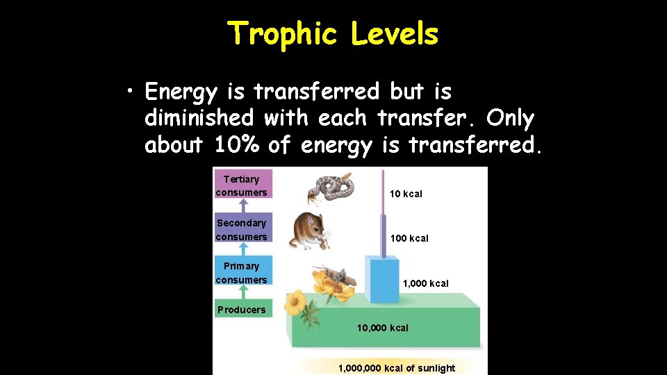 Trophic Levels • Energy is transferred but is diminished with each transfer. Only about