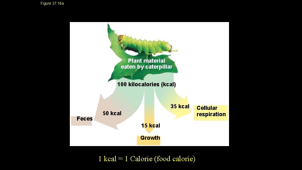 Figure 37. 16 a Plant material eaten by caterpillar 100 kilocalories (kcal) 35 kcal