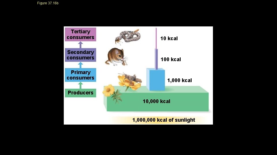 Figure 37. 16 b Tertiary consumers 10 kcal Secondary consumers 100 kcal Primary consumers