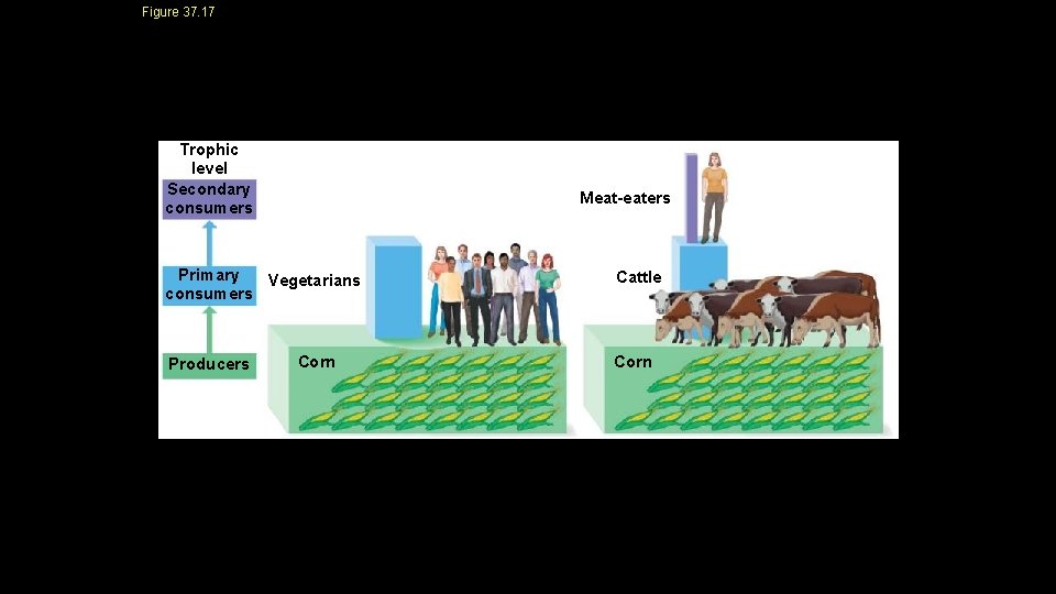 Figure 37. 17 Trophic level Secondary consumers Meat-eaters Primary Vegetarians consumers Producers Corn Cattle