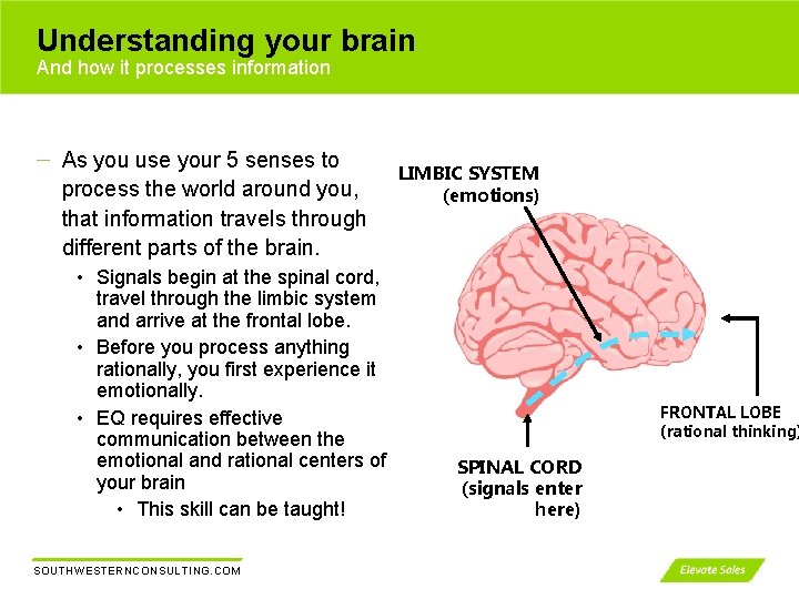 Understanding your brain And how it processes information As you use your 5 senses