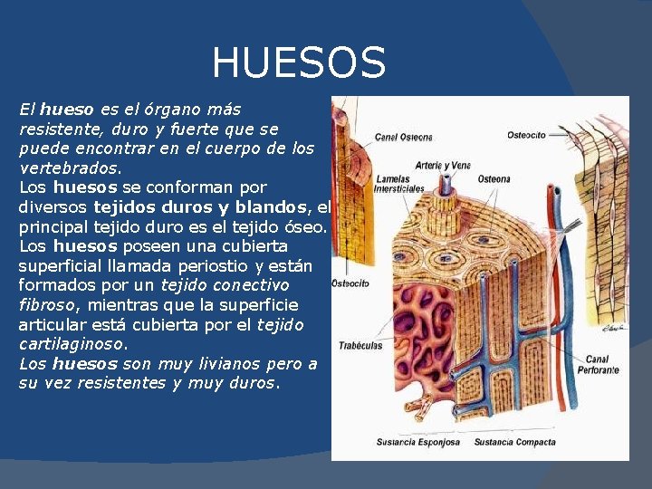 HUESOS El hueso es el órgano más resistente, duro y fuerte que se puede