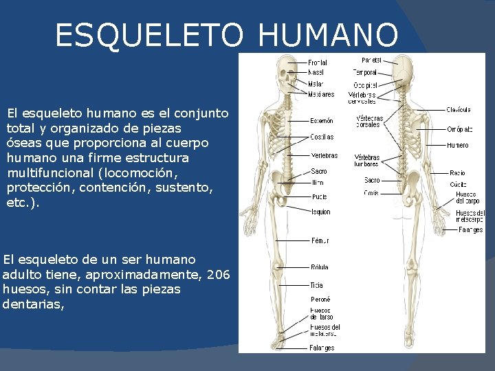 ESQUELETO HUMANO El esqueleto humano es el conjunto total y organizado de piezas óseas
