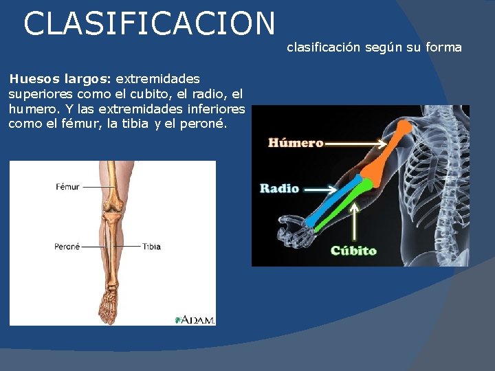 CLASIFICACION Huesos largos: extremidades superiores como el cubito, el radio, el humero. Y las