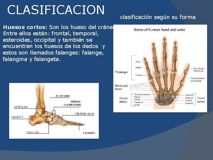 CLASIFICACION Huesos cortos: Son los hueso del cráneo. Entre ellos están: frontal, temporal, esteroides,